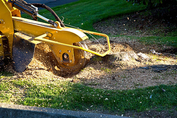 Tree Service Company in Brusly, LA